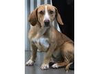 Adopt Miss Shorty a Red/Golden/Orange/Chestnut - with White Basset Hound / Mixed