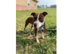 Adopt Apollos Diesel Renee a Brown/Chocolate American Pit Bull Terrier / Mixed
