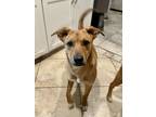 Adopt Styles a Merle Shepherd (Unknown Type) / Rottweiler / Mixed (short coat)
