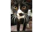 Adopt Young Buttons a Black & White or Tuxedo Domestic Shorthair (short coat)
