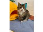 Adopt Cuddles a Domestic Shorthair / Mixed (short coat) cat in Crossville