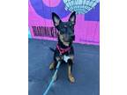 Adopt Willow (Smoke) a Black - with Tan, Yellow or Fawn Cattle Dog / Doberman