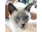 Adopt Princess 2 a Siamese / Mixed (short coat) cat in New Braunfels