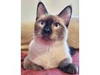Adopt Rossi a Siamese / Mixed (short coat) cat in New Braunfels, TX (40506015)