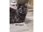 Adopt Merengue a Domestic Shorthair / Mixed (short coat) cat in Cedar Rapids