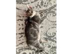 Adopt Aster a Domestic Shorthair / Mixed (short coat) cat in Darien