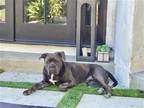 Adopt Georgie a Gray/Blue/Silver/Salt & Pepper American Staffordshire Terrier /