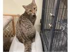 Adopt Maserati a Brown Tabby Domestic Shorthair (short coat) cat in Calgary