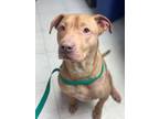 Adopt Bowser a Gray/Blue/Silver/Salt & Pepper American Pit Bull Terrier dog in