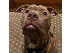 Adopt Milo a Brindle Pit Bull Terrier / Mixed dog in Bloomington, IL (40514181)