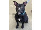 Adopt Sparty a Black American Pit Bull Terrier / Mixed Breed (Medium) / Mixed