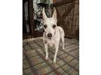 Adopt Maizy a White - with Tan, Yellow or Fawn Rat Terrier / Terrier (Unknown