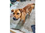 Adopt Buddy a Tan/Yellow/Fawn Chesapeake Bay Retriever / Mixed Breed (Medium) /