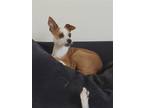 Adopt Hella a Brown/Chocolate - with White Jack Russell Terrier / Beagle / Mixed