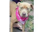 Adopt Ambrosia a Tan/Yellow/Fawn American Pit Bull Terrier / American