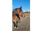 Adopt Molly a Bay Standardbred / Mixed horse in Kerhonkson, NY (37073705)