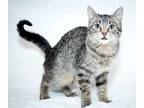 Adopt Black Caviar a Gray, Blue or Silver Tabby Tabby (short coat) cat in