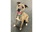 Adopt Greta a Brown/Chocolate American Pit Bull Terrier / Mixed Breed (Medium) /