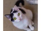 Adopt Tomahawk a White Domestic Shorthair / Mixed Breed (Medium) / Mixed (short