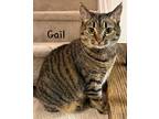 Adopt Gail a Brown Tabby Domestic Shorthair (short coat) cat in Tega Cay