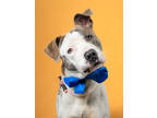 Adopt Old Sport - FOSTER a White Golden Retriever / Mixed Breed (Medium) / Mixed