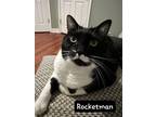 Adopt Rocketman a Black & White or Tuxedo Domestic Shorthair (short coat) cat in