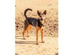 Adopt ChiChi and GARY bonded pair a Black - with Brown, Red, Golden