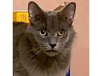 Adopt Blu a Maine Coon / Mixed (long coat) cat in New Braunfels, TX (40505996)