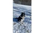Adopt Rocky a Black - with White Border Collie / Mixed dog in Boonville