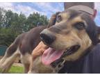 Adopt Scooby Doo a Black - with Brown, Red, Golden, Orange or Chestnut Husky /