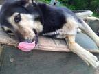 Adopt Shaggy a Black - with Tan, Yellow or Fawn Husky / Mixed dog in Jefferson