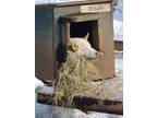 Adopt Missy a White Husky / Mixed dog in Jefferson, NH (40508666)