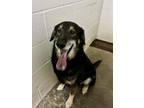 Adopt Harry a Black - with Tan, Yellow or Fawn German Shepherd Dog / Shepherd