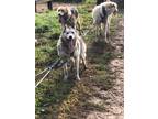Adopt Snow White a Gray/Silver/Salt & Pepper - with White Siberian Husky / Mixed