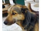 Adopt Larry a Black - with Brown, Red, Golden, Orange or Chestnut Husky / Mixed