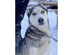 Adopt Copper a Gray/Silver/Salt & Pepper - with White Husky / Mixed dog in