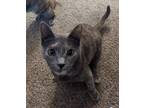 Adopt Syrup a White Domestic Shorthair / Mixed Breed (Medium) / Mixed (short