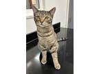 Adopt Mario a Tan or Fawn Tabby Domestic Mediumhair (medium coat) cat in Battle