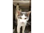 Adopt Sterling a Gray, Blue or Silver Tabby Domestic Shorthair (short coat) cat