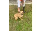 Adopt Lacy a American Pit Bull Terrier / Mixed dog in Sylvania, GA (40508083)