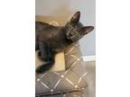 Adopt Francesca a Gray or Blue Russian Blue (short coat) cat in New Port Richey