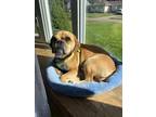 Adopt Pickles a Tan/Yellow/Fawn Puggle / Mixed dog in Stamford, CT (39511496)