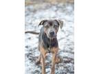 Adopt Bear a Tricolor (Tan/Brown & Black & White) American Pit Bull Terrier /