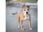 Adopt Piranha a Tan/Yellow/Fawn - with White American Pit Bull Terrier / Mixed