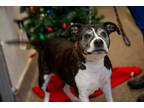 Adopt Grandma a Brindle - with White American Staffordshire Terrier / Mixed dog