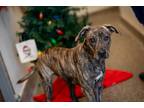Adopt Diesel a Brindle - with White American Pit Bull Terrier / Mixed Breed
