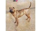 Adopt Spring Roll a Tan/Yellow/Fawn Shar Pei / Mixed Breed (Medium) / Mixed
