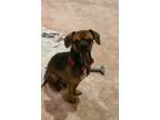 Adopt Rolls a Poodle (Standard) / Dachshund / Mixed dog in Pittsburgh