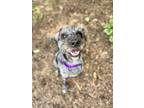 Adopt Astro a Poodle (Standard) / Golden Retriever / Mixed dog in Pittsburgh
