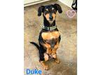 Adopt Finn a Black - with Tan, Yellow or Fawn Miniature Pinscher / Dachshund /